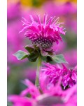 Монарда двійчаста ‘Бі-Фрі’|Monarda didyma ‘Bee-Free’|Монарда двойная ‘Би-Фри’
